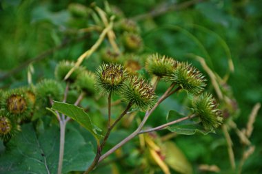 Bir dulavratotu dikenleri. Eczaneler için fotoğraf. Tıbbî ot. Doğa yakınımızda. Halk ilaçlarında kullanılan bitki. Uyuşturucu fabrikası kürek genişliğinde (Arctium lappa)