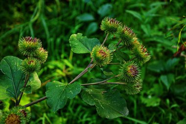 Prickles of a burdock. Picture for pharmacies. Medicinal weed. Nature near us. The plant used in folk medicine.Drug plant shovel large (Arctium lappa) clipart