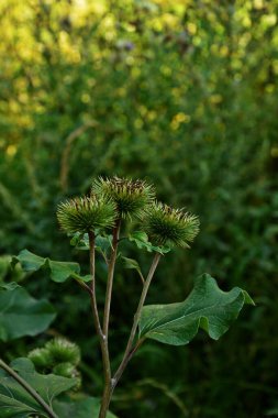 Bir dulavratotu dikenleri. Eczaneler için fotoğraf. Tıbbî ot. Doğa yakınımızda. Halk ilaçlarında kullanılan bitki. Uyuşturucu fabrikası kürek genişliğinde (Arctium lappa)