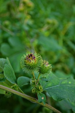 Bir dulavratotu dikenleri. Eczaneler için fotoğraf. Tıbbî ot. Doğa yakınımızda. Halk ilaçlarında kullanılan bitki. Uyuşturucu fabrikası kürek genişliğinde (Arctium lappa)