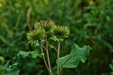 Bir dulavratotu dikenleri. Eczaneler için fotoğraf. Tıbbî ot. Doğa yakınımızda. Halk ilaçlarında kullanılan bitki. Uyuşturucu fabrikası kürek genişliğinde (Arctium lappa)