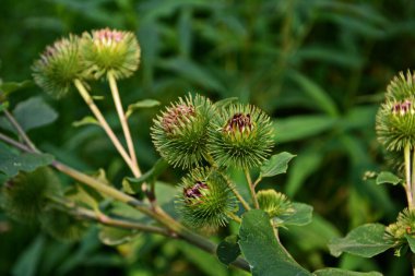 Bir dulavratotu dikenleri. Eczaneler için fotoğraf. Tıbbî ot. Doğa yakınımızda. Halk ilaçlarında kullanılan bitki. Uyuşturucu fabrikası kürek genişliğinde (Arctium lappa)