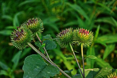 Bir dulavratotu dikenleri. Eczaneler için fotoğraf. Tıbbî ot. Doğa yakınımızda. Halk ilaçlarında kullanılan bitki. Uyuşturucu fabrikası kürek genişliğinde (Arctium lappa)