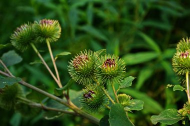 Bir dulavratotu dikenleri. Eczaneler için fotoğraf. Tıbbî ot. Doğa yakınımızda. Halk ilaçlarında kullanılan bitki. Uyuşturucu fabrikası kürek genişliğinde (Arctium lappa)