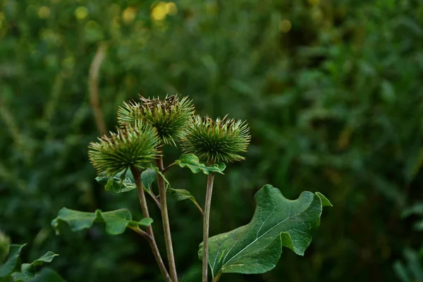 Bir dulavratotu dikenleri. Eczaneler için fotoğraf. Tıbbî ot. Doğa yakınımızda. Halk ilaçlarında kullanılan bitki. Uyuşturucu fabrikası kürek genişliğinde (Arctium lappa)