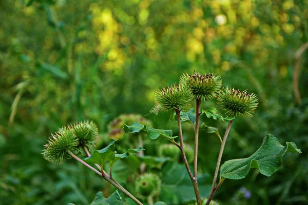 Bir dulavratotu dikenleri. Eczaneler için fotoğraf. Tıbbî ot. Doğa yakınımızda. Halk ilaçlarında kullanılan bitki. Uyuşturucu fabrikası kürek genişliğinde (Arctium lappa)