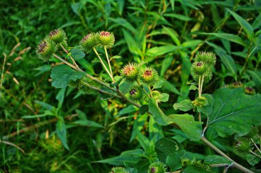 Bir dulavratotu dikenleri. Eczaneler için fotoğraf. Tıbbî ot. Doğa yakınımızda. Halk ilaçlarında kullanılan bitki. Uyuşturucu fabrikası kürek genişliğinde (Arctium lappa)