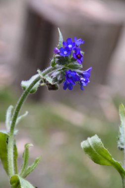 Anchusa officinalis yaygın olarak kullanılan bugloss ya da alkanet çiçekleri. Çiçekli alkanet bitkisi dalı.