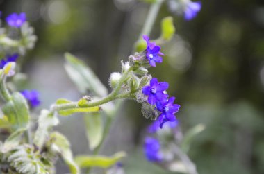 Anchusa officinalis yaygın olarak kullanılan bugloss ya da alkanet çiçekleri. Çiçekli alkanet bitkisi dalı.