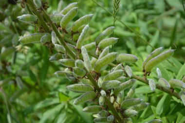 Lupinus Polyphyllus 'un olgun meyveleri. Lupinus Polyphyllus, Fabaceae familyasından uzun ömürlü bir bitki türü..