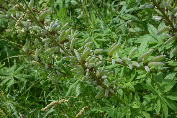 ルピナス ポリフィルスの熟した果実 ルピナス ポリフィルス ルピナス ポリフィルス またはガーデンルピン ルピナス ポリフィルス ナデシコ科の茎を持つ多年生草本植物である — ストック写真
