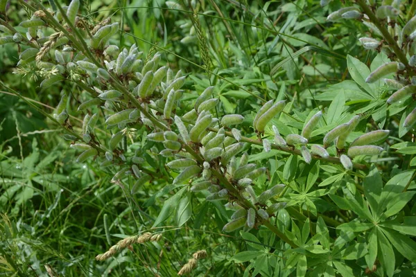 Dojrzałe Owoce Lupinus Polyphyllus Lupinus Polyphyllus Lub Łubin Ogrodowy Jest — Zdjęcie stockowe