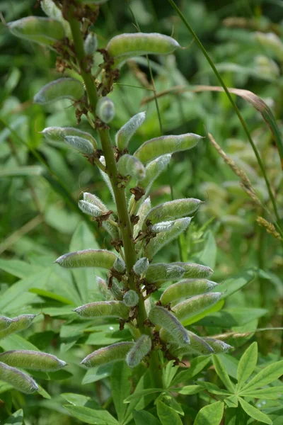 Reife Früchte Von Lupinus Polyphyllus Lupinus Polyphyllus Oder Gartenlupine Ist — Stockfoto