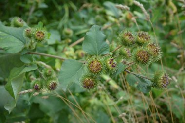 Bir dulavratotu dikenleri. Eczaneler için fotoğraf. Tıbbî ot. Doğa yakınımızda. Halk ilaçlarında kullanılan bitki. Uyuşturucu fabrikası kürek genişliğinde (Arctium lappa)