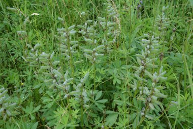 Lupinus Polyphyllus 'un olgun meyveleri. Lupinus Polyphyllus, Fabaceae familyasından uzun ömürlü bir bitki türü..