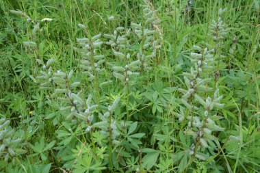 Lupinus Polyphyllus 'un olgun meyveleri. Lupinus Polyphyllus, Fabaceae familyasından uzun ömürlü bir bitki türü..
