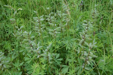Lupinus Polyphyllus 'un olgun meyveleri. Lupinus Polyphyllus, Fabaceae familyasından uzun ömürlü bir bitki türü..
