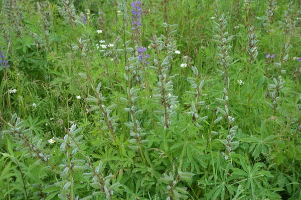 红豆杉的成熟果实 Lupinus Polyphyllus或Garden Lupin 是一种多年生草本植物 叶柄粗壮 属杜鹃科 属杜鹃科 — 图库照片