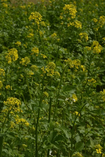 Wild flowers, wild mustard flowers.Closeup of a yellow budding and flowering Wild Mustard or Sinapis arvensis plant against a blurred field full of these yellow flowers.