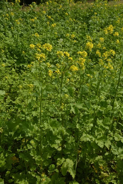 Wild flowers, wild mustard flowers.Closeup of a yellow budding and flowering Wild Mustard or Sinapis arvensis plant against a blurred field full of these yellow flowers.