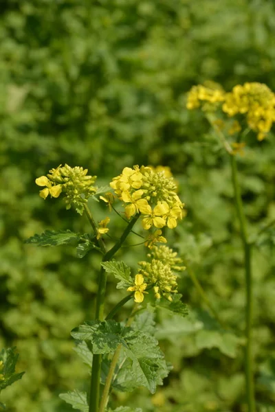 Wild Flowers Wild Mustard Flowers Closeup Yellow Budding Flowering Wild — Stock Photo, Image