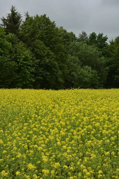 Wilde Blumen Wilde Senfblüten Nahaufnahme Einer Gelben Knospe Und Blühenden — Stockfoto