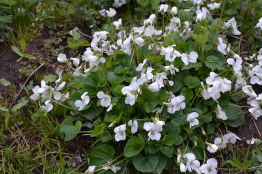 Yeşil yapraklı taze beyaz Viola canadensis. Beyaz Viola, güneşli havada, bir çiçekle yakın plan. Güzel Viola çiçekleri arka planı.