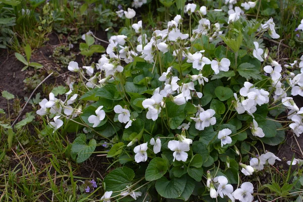 Yeşil yapraklı taze beyaz Viola canadensis. Beyaz Viola, güneşli havada, bir çiçekle yakın plan. Güzel Viola çiçekleri arka planı.