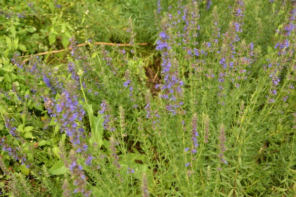 Flores Hisopo Hyssopus Officinalis Planta Medicinal Buena Planta Miel Condimento — Foto de Stock