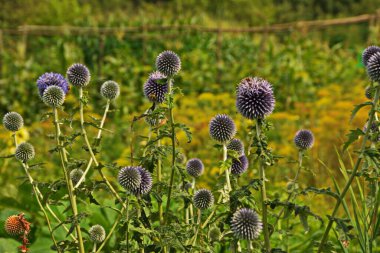 Echinops ritro L, Globe thistle, küçük dünya devedikeni. Bahçedeki Echinops çiçekleri. Ukrayna 'nın güney küresi olarak bilinen Echinops ritro' nun mavi topları.