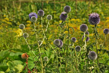 Echinops ritro L, Globe thistle, küçük dünya devedikeni. Bahçedeki Echinops çiçekleri. Ukrayna 'nın güney küresi olarak bilinen Echinops ritro' nun mavi topları.