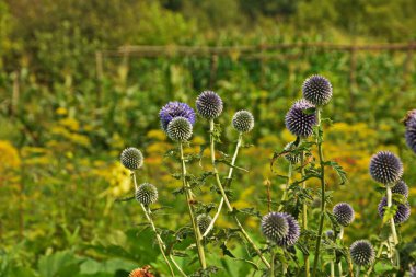 Echinops ritro L, Globe thistle, küçük dünya devedikeni. Bahçedeki Echinops çiçekleri. Ukrayna 'nın güney küresi olarak bilinen Echinops ritro' nun mavi topları.