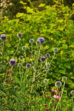 Echinops ritro L, Globe thistle, küçük dünya devedikeni. Bahçedeki Echinops çiçekleri. Ukrayna 'nın güney küresi olarak bilinen Echinops ritro' nun mavi topları.