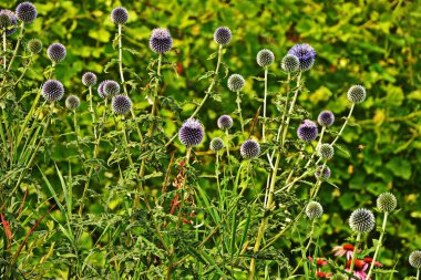 Echinops ritro L, Globe thistle, küçük dünya devedikeni. Bahçedeki Echinops çiçekleri. Ukrayna 'nın güney küresi olarak bilinen Echinops ritro' nun mavi topları.