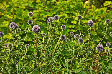 Echinops ritro L, Globe thistle, küçük dünya devedikeni. Bahçedeki Echinops çiçekleri. Ukrayna 'nın güney küresi olarak bilinen Echinops ritro' nun mavi topları.