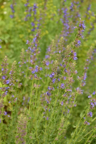 Квіти Гісопу Hyssopus Officinalis Лікарська Рослина Хороша Медова Рослина Ароматична — стокове фото