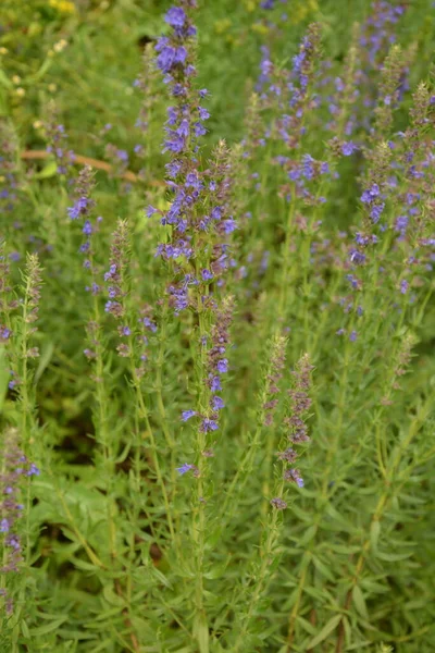 Hyssopus officinalis (Hyssopus officinalis), tıbbi bitki, iyi bal bitkisi, aromatik kondisyon. Hyssopus officinalis 'in mor çiçekleri (Hyssop) yakın plan.
