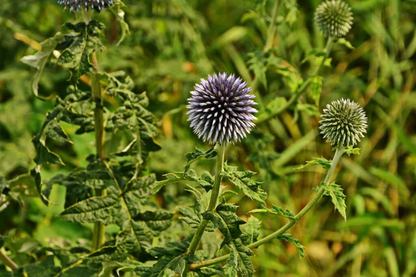 Echinops Ritro Globe Thistle Small Globe Thistle Echinops Flowers Garden — Stock Photo, Image