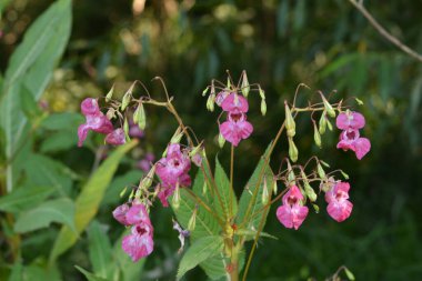 Himalaya Balsam Impatiens glandulifera. sık sık pembe çiçek açar ve tomurcuklanır Himalaya Balsam bitkisi çiğ damlaları ve örümcek ağı ile sonbahar mevsiminin erken saatlerinde.