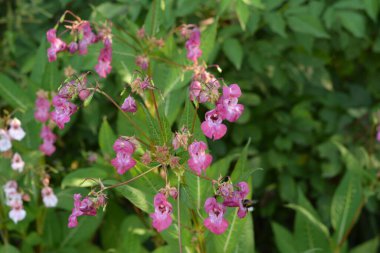 Himalaya Balsam Impatiens glandulifera. sık sık pembe çiçek açar ve tomurcuklanır Himalaya Balsam bitkisi çiğ damlaları ve örümcek ağı ile sonbahar mevsiminin erken saatlerinde.