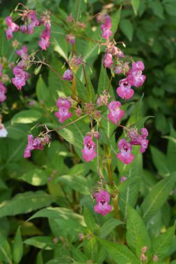 Himalaya Balsam Impatiens glandulifera. sık sık pembe çiçek açar ve tomurcuklanır Himalaya Balsam bitkisi çiğ damlaları ve örümcek ağı ile sonbahar mevsiminin erken saatlerinde.