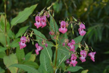 Himalaya Balsam Impatiens glandulifera. sık sık pembe çiçek açar ve tomurcuklanır Himalaya Balsam bitkisi çiğ damlaları ve örümcek ağı ile sonbahar mevsiminin erken saatlerinde.