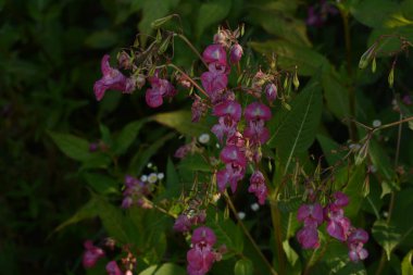 Himalaya Balsam Impatiens glandulifera. sık sık pembe çiçek açar ve tomurcuklanır Himalaya Balsam bitkisi çiğ damlaları ve örümcek ağı ile sonbahar mevsiminin erken saatlerinde.