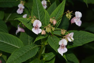 Himalaya Balsam Impatiens glandulifera. sık sık pembe çiçek açar ve tomurcuklanır Himalaya Balsam bitkisi çiğ damlaları ve örümcek ağı ile sonbahar mevsiminin erken saatlerinde.