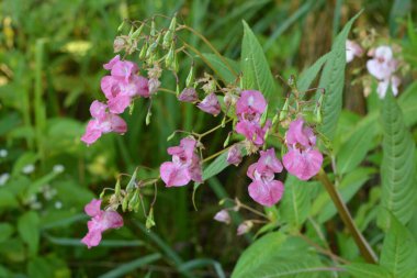 Himalaya Balsam Impatiens glandulifera. sık sık pembe çiçek açar ve tomurcuklanır Himalaya Balsam bitkisi çiğ damlaları ve örümcek ağı ile sonbahar mevsiminin erken saatlerinde.