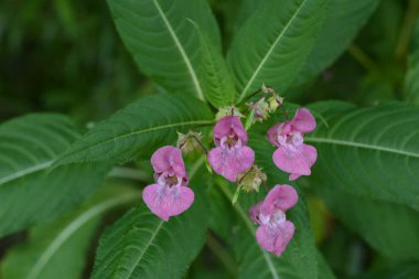 Himalaya Balsam Impatiens glandulifera. sık sık pembe çiçek açar ve tomurcuklanır Himalaya Balsam bitkisi çiğ damlaları ve örümcek ağı ile sonbahar mevsiminin erken saatlerinde.