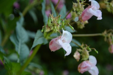 Himalayan Balsam Impatiens glandulifera.Soft pink blooming and budding Himalayan Balsam plant with dewdrops and spider silk on an early morning in the fall season. clipart