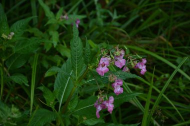 Himalaya Balsam Impatiens glandulifera. sık sık pembe çiçek açar ve tomurcuklanır Himalaya Balsam bitkisi çiğ damlaları ve örümcek ağı ile sonbahar mevsiminin erken saatlerinde.