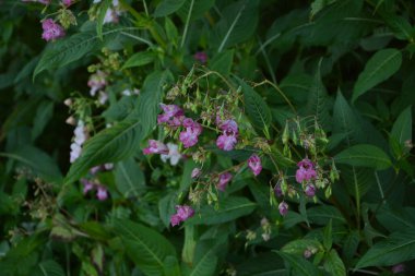 Himalaya Balsam Impatiens glandulifera. sık sık pembe çiçek açar ve tomurcuklanır Himalaya Balsam bitkisi çiğ damlaları ve örümcek ağı ile sonbahar mevsiminin erken saatlerinde.