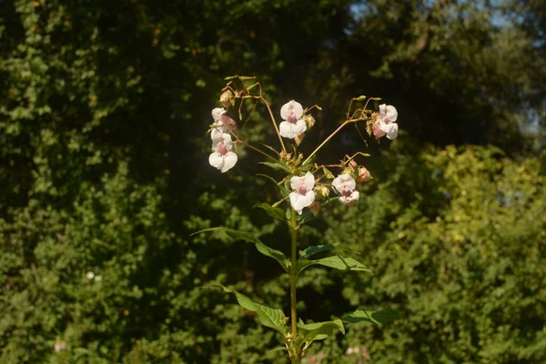 Himalayan Balsam Impatiens Glandulifera Soft Рожевий Квітучий Волосатий Гімалайський Balsam — стокове фото